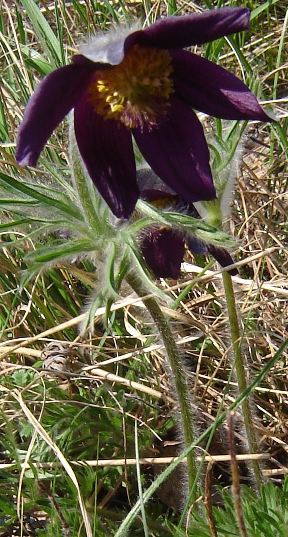 Pulsatilla montana